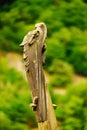 Part of old wooden viking boat in norwegian nature Royalty Free Stock Photo