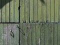 Part of old green painted barn door with vertical planks Royalty Free Stock Photo
