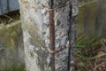 Part one gray concrete broken pillar with rusty brown reinforcement rods Royalty Free Stock Photo