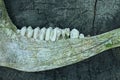 part on a one jaw with teeth and canines of a dead wild animal