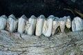 part on a one jaw with teeth and canines of a dead wild animal Royalty Free Stock Photo