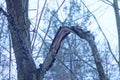 part of one old dry gray tree with a broken branch in nature Royalty Free Stock Photo