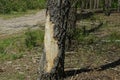 Part of a one sick white birch with dry fallen bark