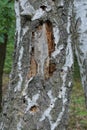 part of a one sick white gray birch with dry fallen bark