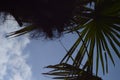 Palm Tree Summer blue Sky Vacation Scenery Royalty Free Stock Photo