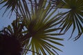 Palm Tree Summer blue Sky Vacation Scenery Royalty Free Stock Photo