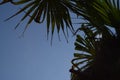 Palm Tree Summer blue Sky Vacation Scenery