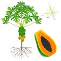 Part of a papaya plant on a white background.