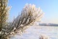 Part of a pine tree in a strong frost on a branch of hoarfrost and snow, the background of a blue sky and a field in the snow Royalty Free Stock Photo