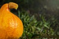 Part of a pumpkin with a drop of juice on a cut of the trunk against a background of greenery