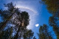 A part of a rainbow in the blue sky above pine trees