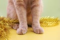 Part of a red cat close-up. Front paws of a sitting red cat close-up. New year`s holidays and home Pets