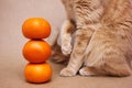 Part of a red cat near a pyramid of three orange tangerines