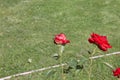 Part of Red rose on green natural grass background Blossom Beautiful flowers Royalty Free Stock Photo