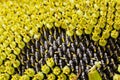 Part ripe sunflower with seeds Royalty Free Stock Photo