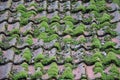 Moss growing on roof tiles