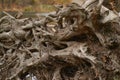 Part of the root system of a dead tree lying on the river bank. Royalty Free Stock Photo