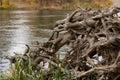 Part of the root system of a dead tree lying on the river bank. Royalty Free Stock Photo