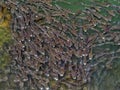 Thick-lipped Grey Mullet - Chelon labrosus, Porto, Portugal. Royalty Free Stock Photo