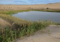 Part of the shore of the Cold Lake Arba in the SIWA protected area near the Siwa Oasis, Egypt. Royalty Free Stock Photo