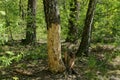 Part of a sick gray birch with dry fallen bark