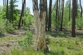 Part of a sick two gray trees birch with dry fallen bark