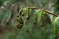 A part of silver fern in rain forest in New Zealand Royalty Free Stock Photo