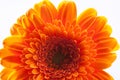 Part of single gerbera flower on white background macro Royalty Free Stock Photo