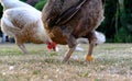 Pair of adult bantam hens seeing grazing for food on a lawn, seen during the summertime.
