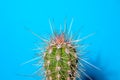 Part small Stetsonia coryne cactus with long spines on blue background