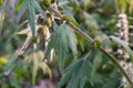 Part of the stem of motherwort on a blurred background