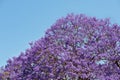 Jacaranda Tree Crest against blue sky Royalty Free Stock Photo