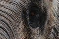 Part of Sumatra elephant head with huge eye