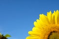 Part sunflower close up against the blue sky (natural background Royalty Free Stock Photo