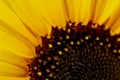 Part of the sunflower close up. Royalty Free Stock Photo