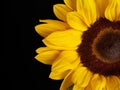 Part of a sunflower in a close up view Royalty Free Stock Photo