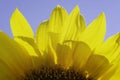 part of sunflower flower back illuminated against blue sky Royalty Free Stock Photo