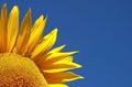 Part of a sunflower in front of blue sky Royalty Free Stock Photo