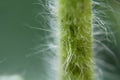 Part of the sunflower stem in selective focus close up. Royalty Free Stock Photo