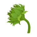 Closed Green Sunflower On Curved Stem Vector Illustration Royalty Free Stock Photo