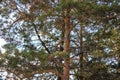 Part of a tall pine tree against the blue sky Royalty Free Stock Photo