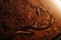 Part of terrarium with two copper rat snakes creeping over sawdust Royalty Free Stock Photo