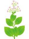 A part of tobacco plant with flowers is isolated on a white background. Royalty Free Stock Photo