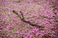 A part of a tree branch over the ground covered by a number of violet blossoming Cercis siliquastrum petals