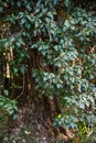 Tree camptotheca acuminate with trunk, leaves and berries Royalty Free Stock Photo