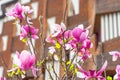 part of a tree with magnolias with an urbanized background of a residential building. Royalty Free Stock Photo