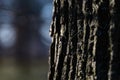 A section of dark, textured bark occupies half a frame. Royalty Free Stock Photo