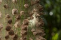 Part of a tree trunk with thorns known in Brazil as a paineira Royalty Free Stock Photo