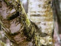 Trunk of a birch close up, the bark of the tree is peeling and sloughing off