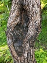 Part of the trunk of an old olive tree with bark covered with a pattern of cracks Royalty Free Stock Photo